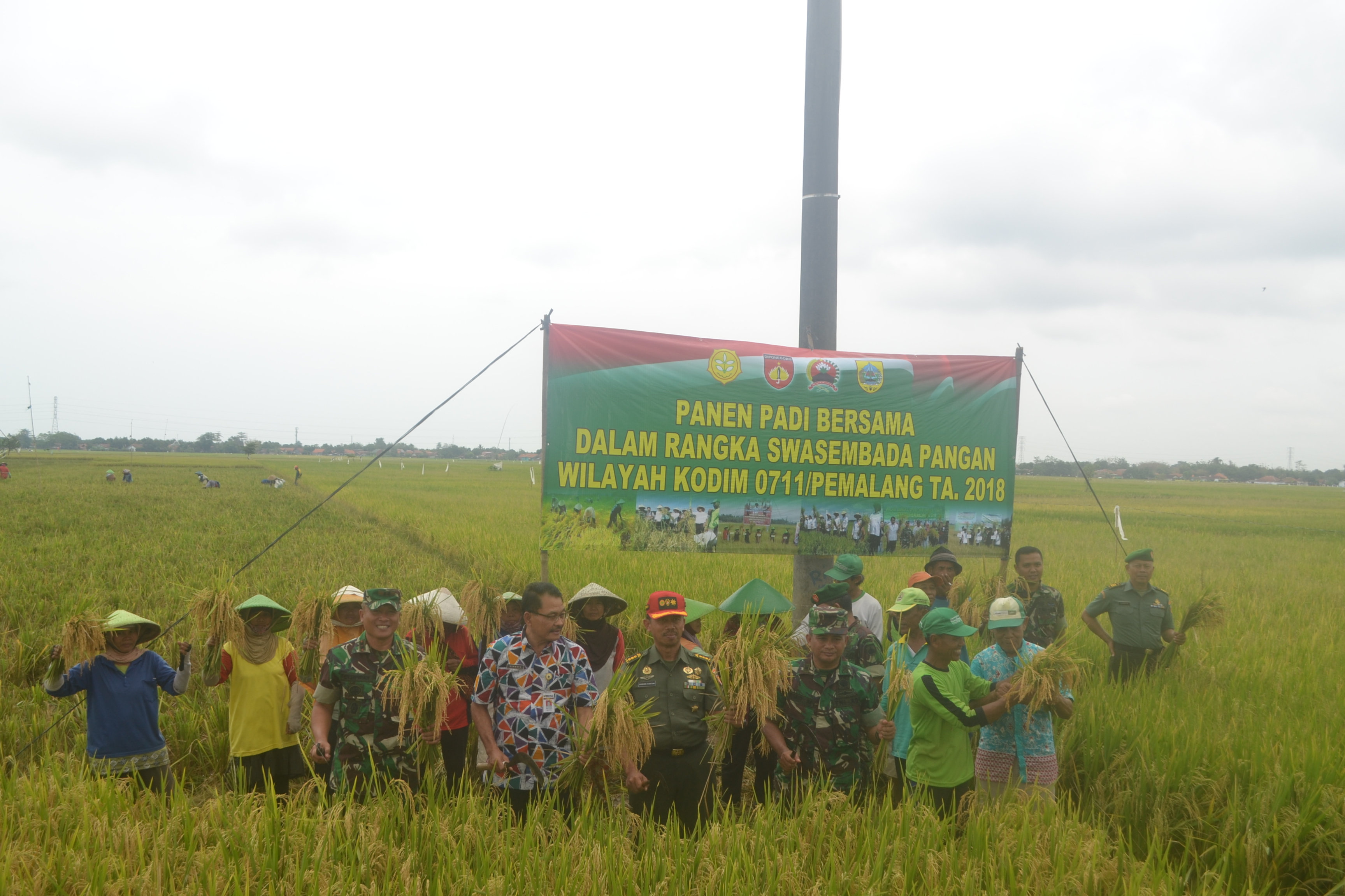 TIM SERGAB MABESAD MELAKSANAKAN PANEN BERSAMA DI WILAYAH KODIM 0711/PEMALANG