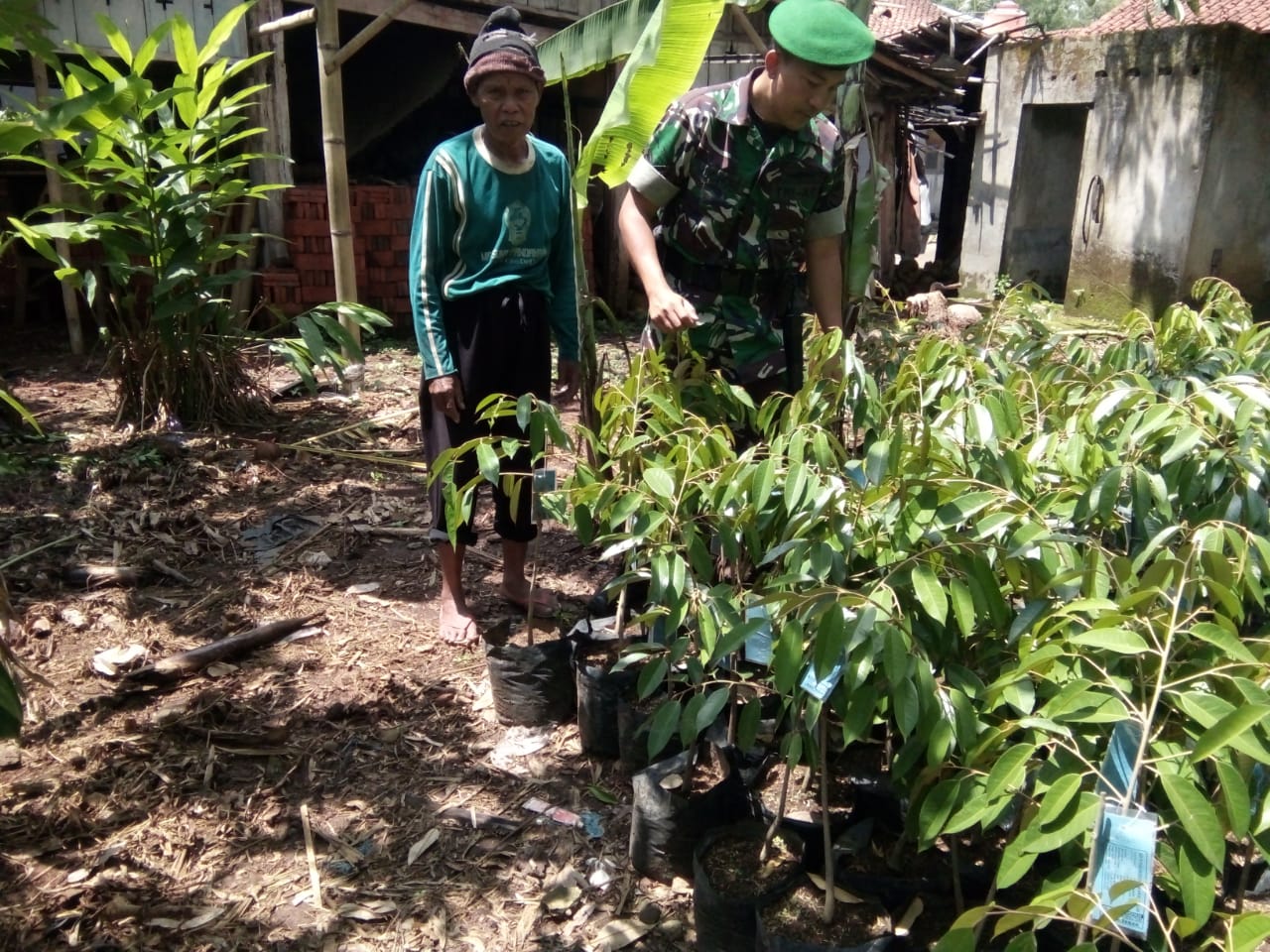 Babinsa Koramil 10/Moga Mengecek Tanaman Untuk Penghijauan Dalam Rangka Hari Juang Kartika Tahun 2018