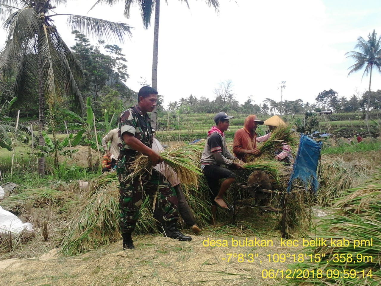 Babinsa Koramil 11/Belik Bantu Petani Panen Padi