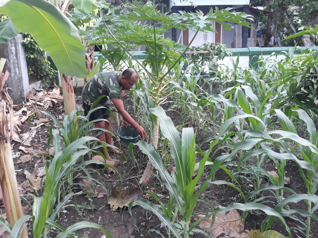 Manfaatkan Lahan Kosong Anggota Koramil 01/Pemalang Tanam Jagung Dan Pepaya