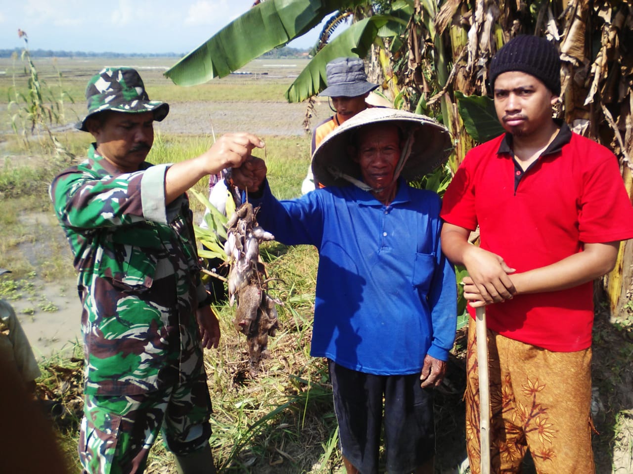 BABINSA BERSAMA POKTAN SUMBER REJEKI DESA KELANGDEPOK GROPYOK TIKUS