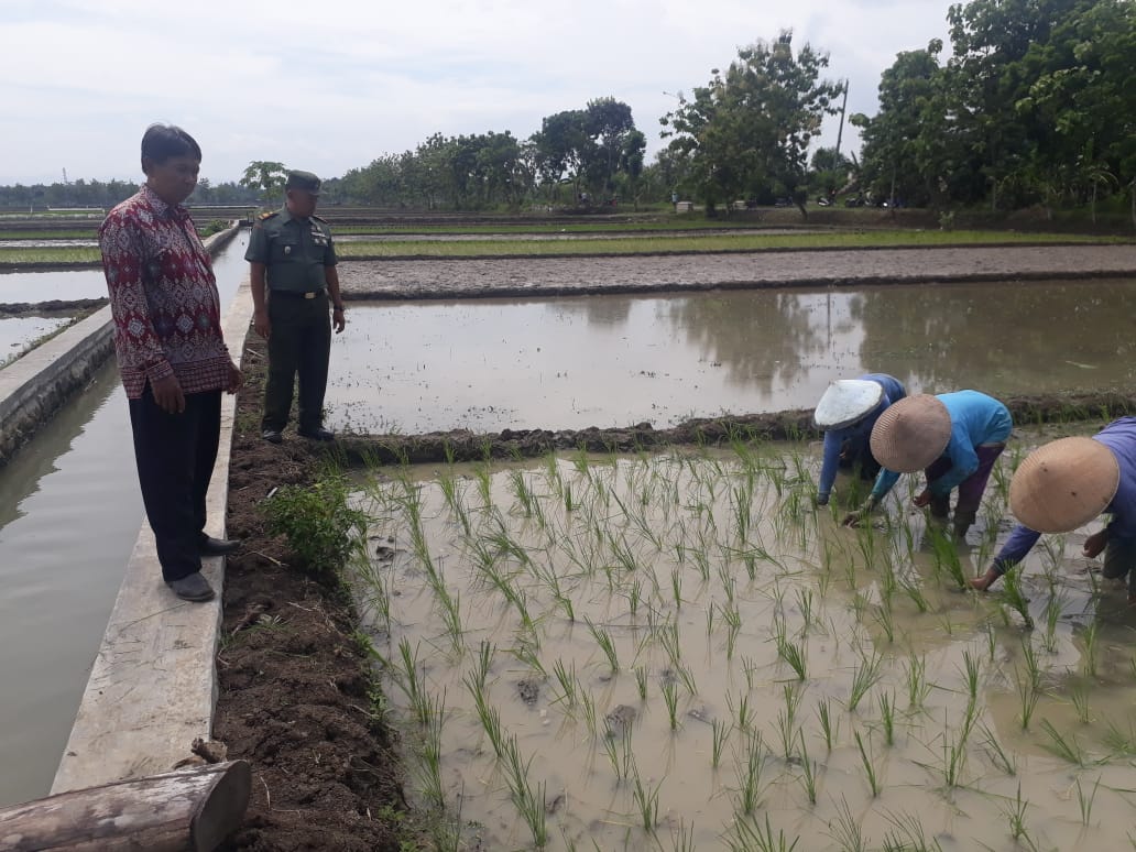 DANRAMIL 04/COMAL TURUN LANGSUNG DAMPINGI PARA PETANI DALAM TANAM PADI