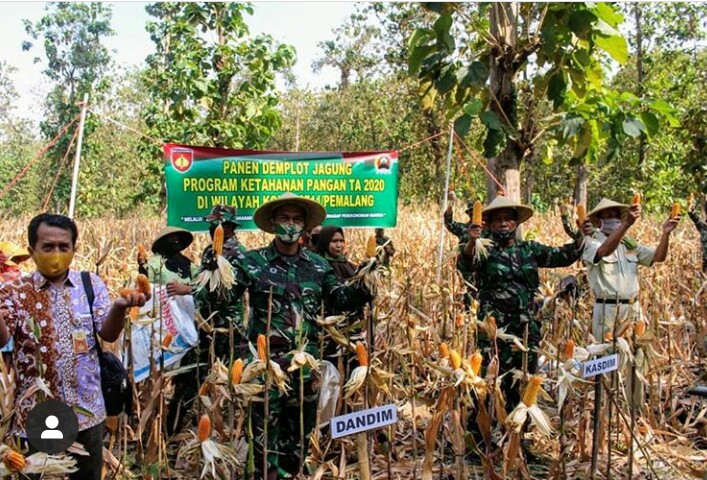 Dandim Pemalang Pimpin Panen Demplot Jagung Program Ketahanan Pangan