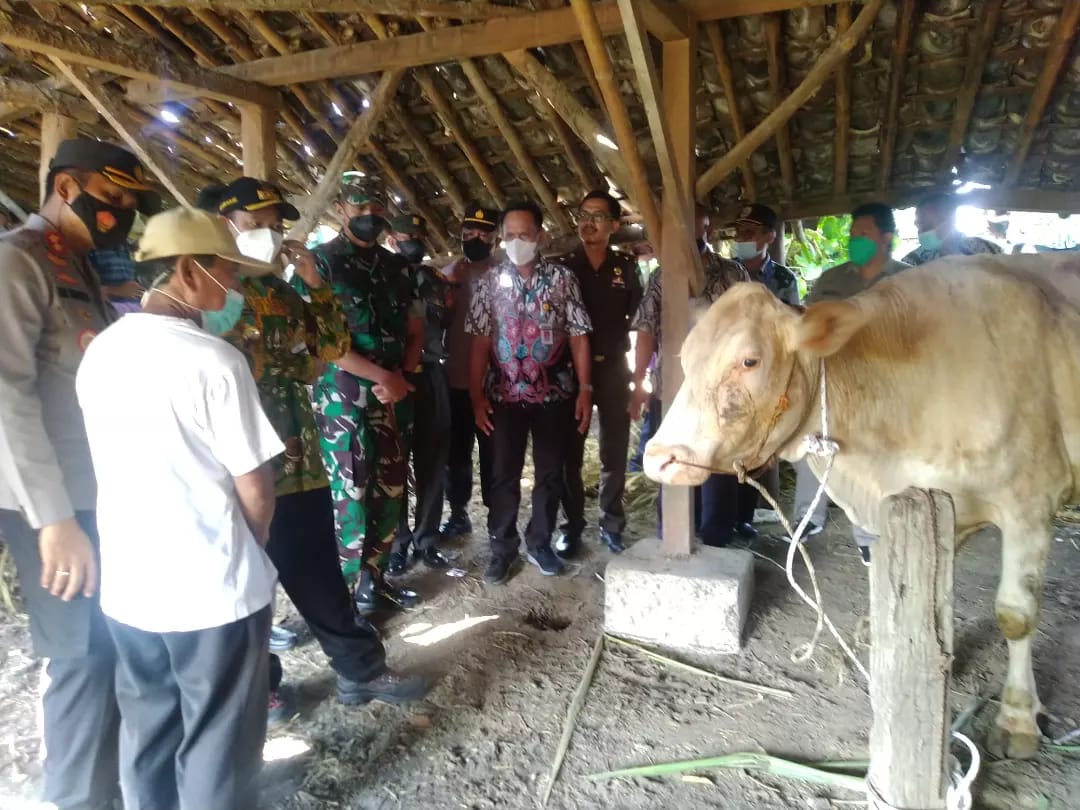 Dandim Pemalang Turun Langsung ke Kandang Sapi dan Kerbau, Pantau Vaksinasi dalam rangka Pencegahan PMK