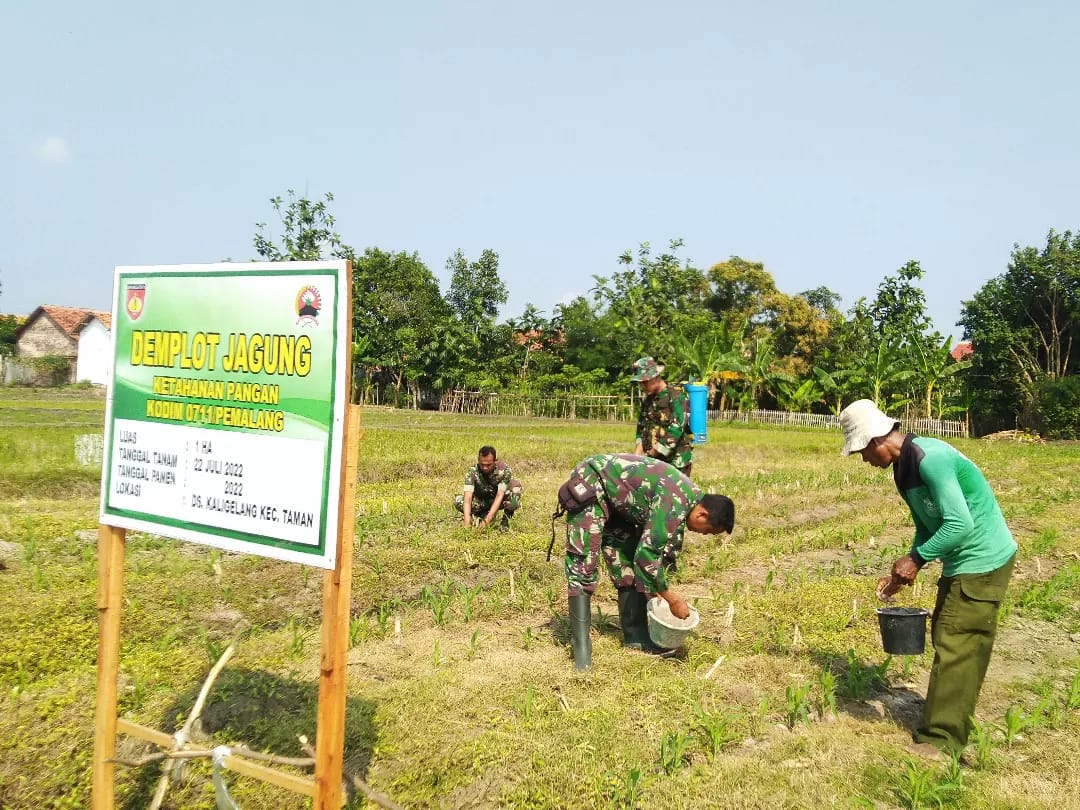 Pemupukan Pertama di Lahan Demplot Jagung Ketahanan Pangan Kodim Pemalang