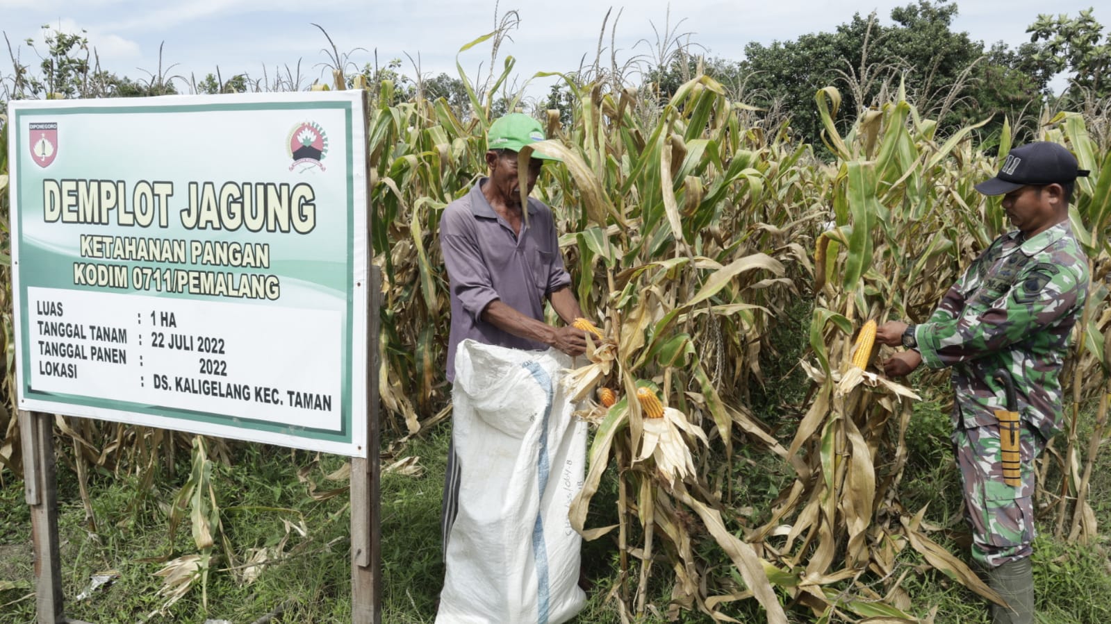 Jagung Di Lahan Demplot Kodim Pemalang Mulai Dipanen