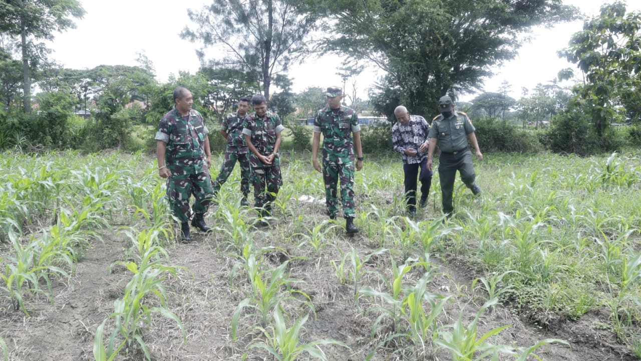 Dandim Pemalang Tinjau Tanaman Jagung di Lahan Demplot, Wujudkan Program Ketahanan Pangan