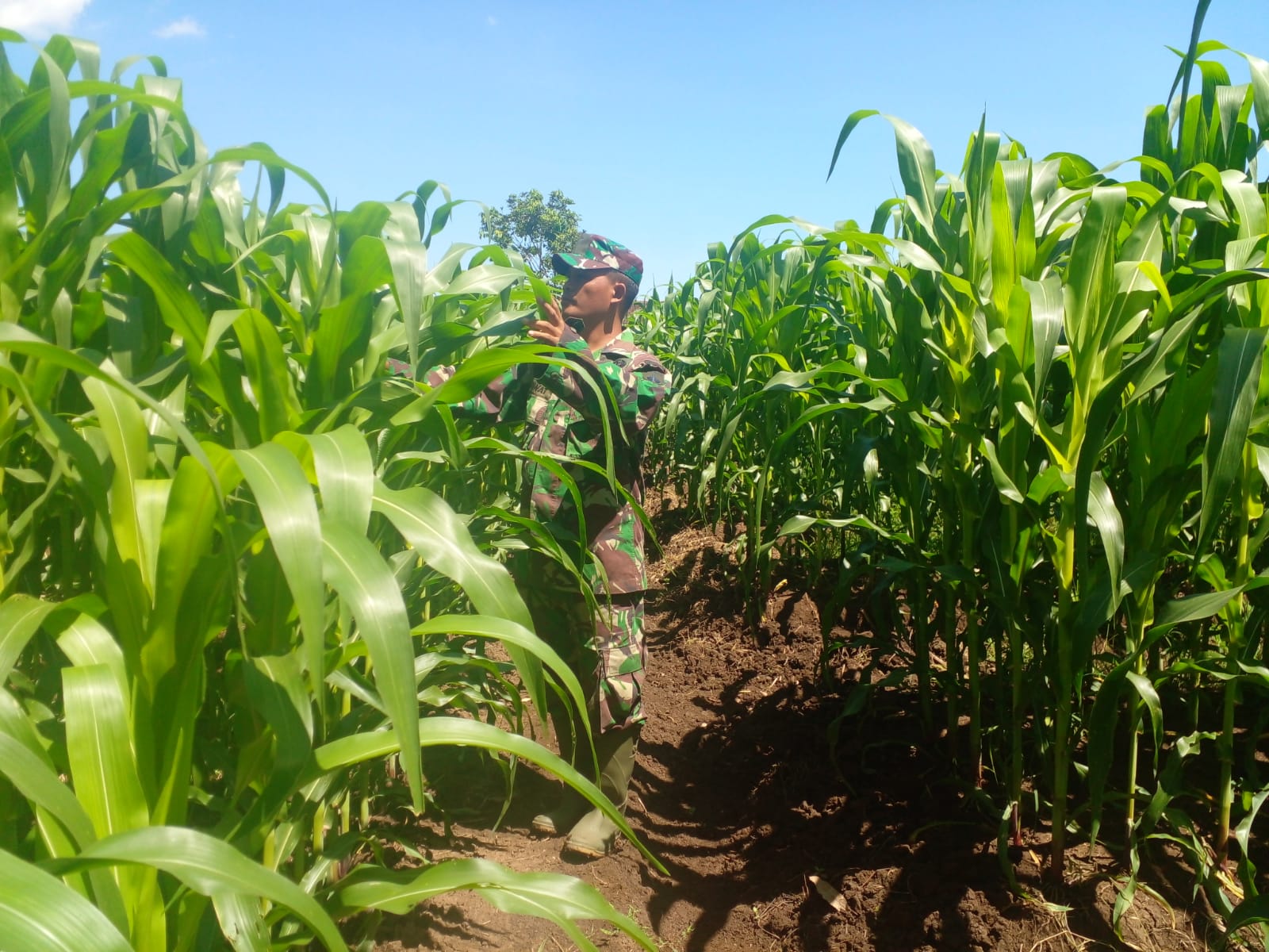 Tumbuh Subur Tanaman Jagung di Lahan Demlot Kodim Pemalang