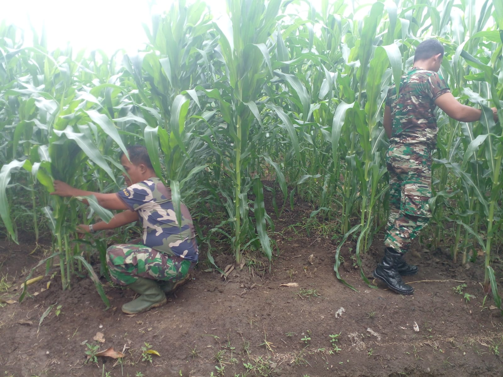 Tumbuh Subur Tanaman Jagung di Lahan Demlot Kodim Pemalang