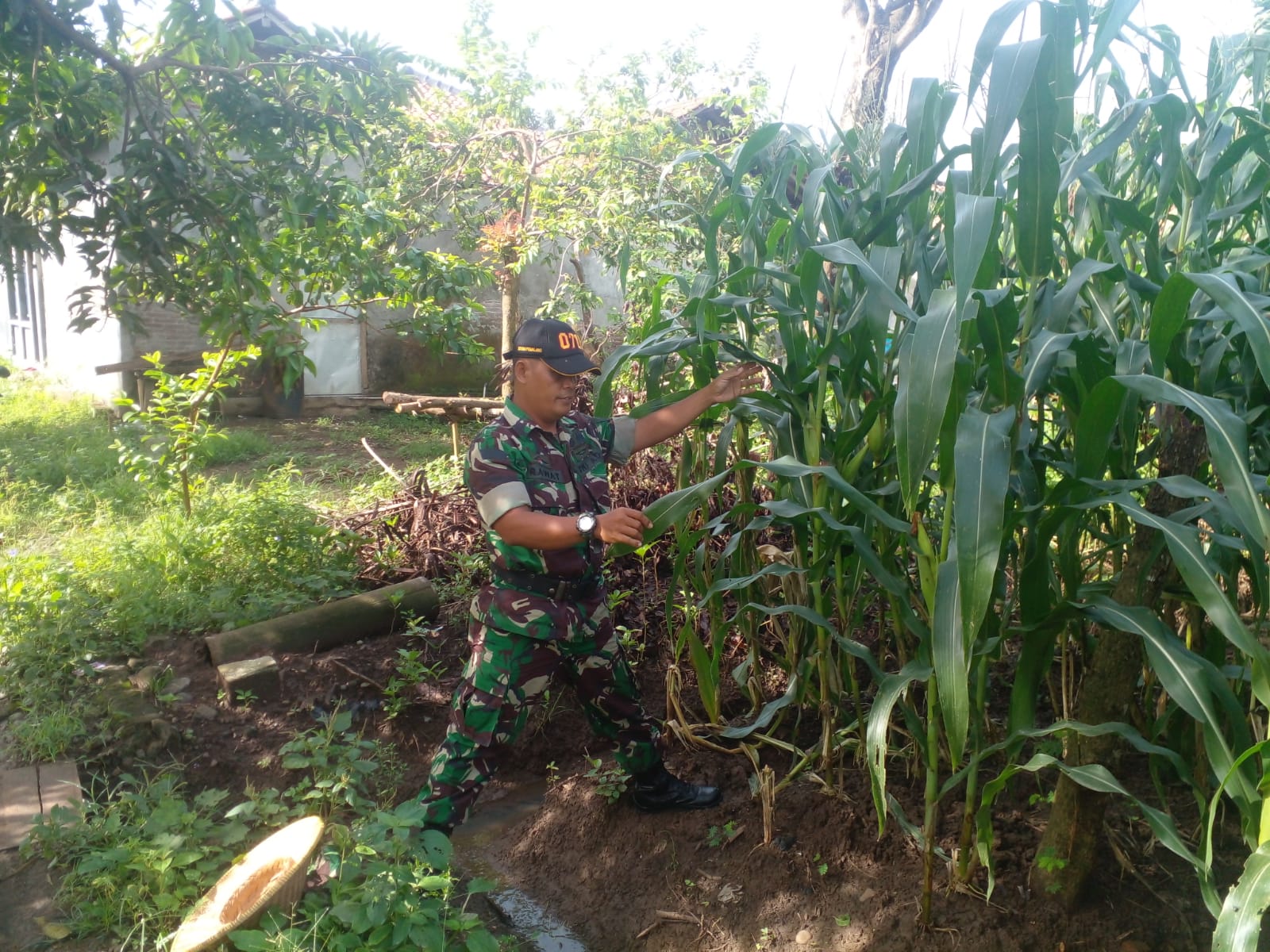 Tumbuh Subur Tanaman Jagung di Lahan Demlot Kodim Pemalang