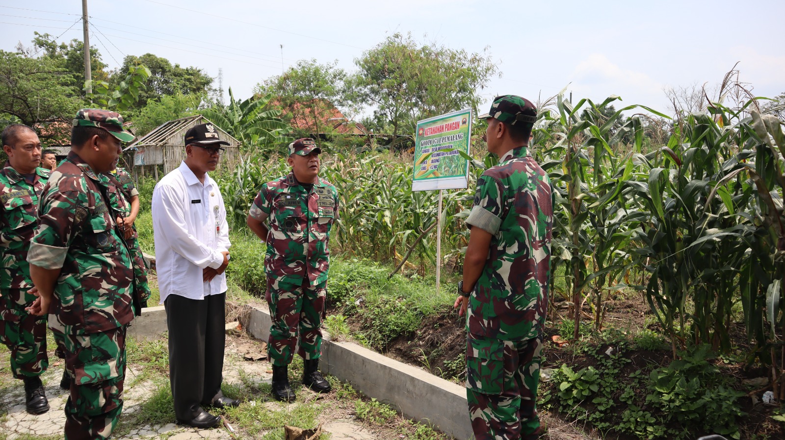 Dandim Pemalang Tinjau Tanaman Jagung di Lahan Demplot, Wujudkan Program Ketahanan Pangan