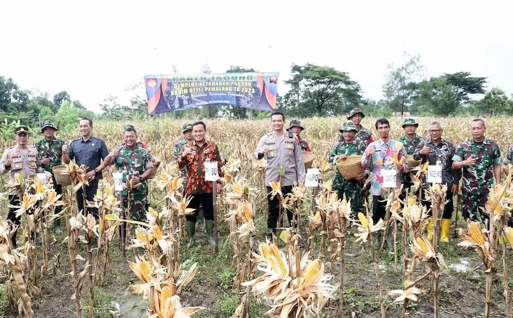 Sukseskan Program Ketahanan Pangan, Kodim Pemalang Panen Jagung di Lahan Demonstrasi Ploting