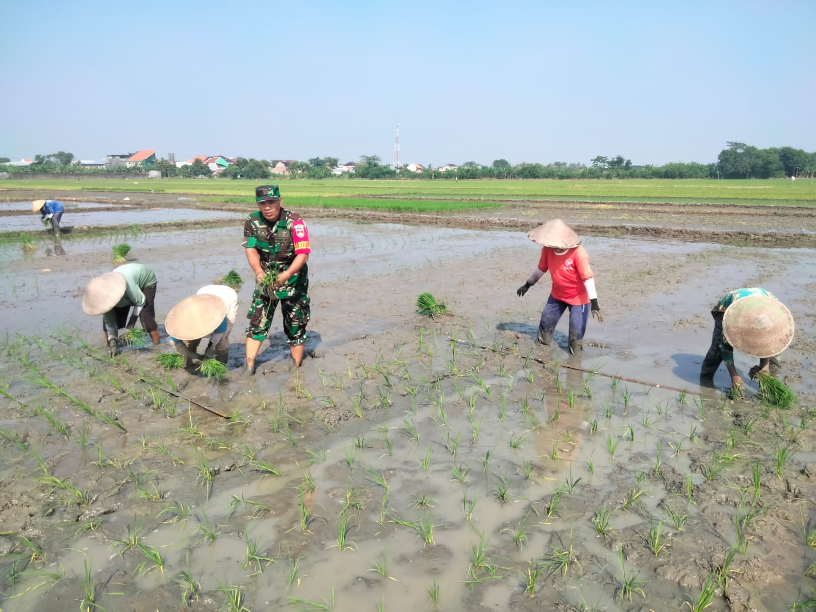 Pendampingan Babinsa Koramil 04/ Comal Dalam Program Luas Tambah Tanam (LTT) di Desa Gedeg Kecamatan Comal, Kabupaten Pemalang