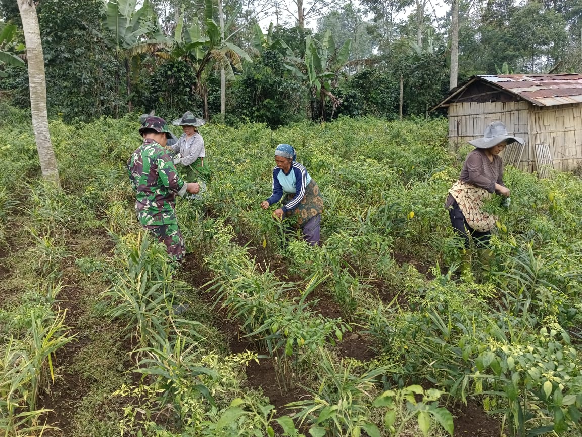 “Membangun Solidaritas dengan Komsos, Babinsa dan Petani Cabai Desa Batursari Kompak Berjalan di Jalur Sukses”