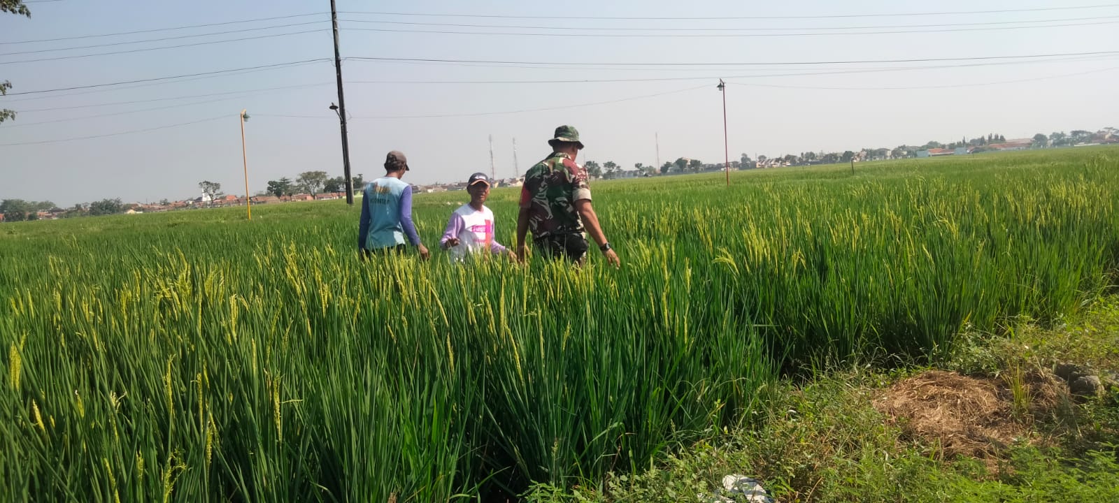 Pendampingan Babinsa Dalam Percepatan Luas Tambah Tanam (LTT) di Desa kaligelang Kec.Taman